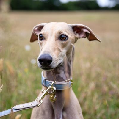 Show full view: Nina Woof Cupertino Dog Leash, Blue, 4-ft long, 1-in wide slide 5 of 9