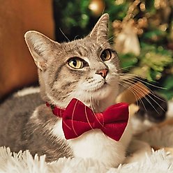 Made By Cleo Velvet Garnet Red Cat Bow Tie slide 2 of 6