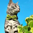 Show in main carousel: Made By Cleo Velvet Leaf Green Cat Collar slide 5 of 6