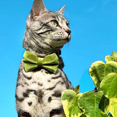 Show full view: Made By Cleo Velvet Leaf Green Cat Collar slide 5 of 6