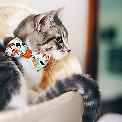 Made By Cleo Sushi Date Cat Collar slide 2 of 5