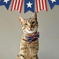 Made By Cleo Nautical Navy Cat Bow Tie slide 2 of 3