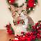 Show in main carousel: Made By Cleo Holiday Holly Cat Bow Tie slide 2 of 4
