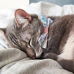 Made By Cleo Willow Cat Collar slide 2 of 6