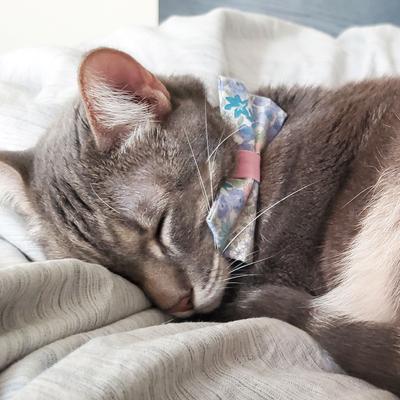 Show full view: Made By Cleo Willow Cat Collar slide 6 of 6