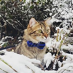 Made By Cleo Velvet Sapphire Blue Cat Bow Tie slide 2 of 3