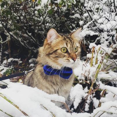 Show full view: Made By Cleo Velvet Sapphire Blue Cat Bow Tie slide 2 of 3