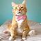 Show in main carousel: Made By Cleo Velvet Ballet Pink Cat Collar slide 3 of 5