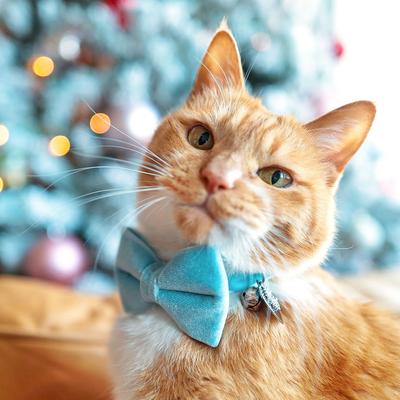 Show full view: Made By Cleo Velvet Frosty Blue Cat Collar slide 3 of 5