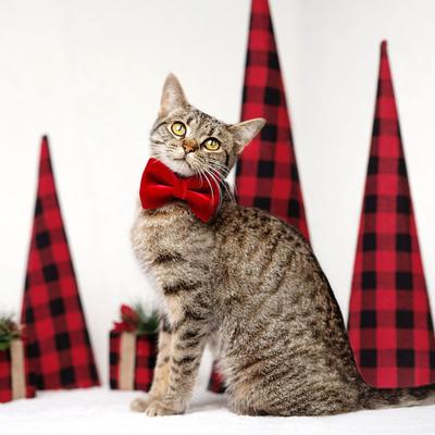 Show full view: Made By Cleo Velvet Garnet Red Cat Collar slide 5 of 9