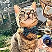 Show in main carousel: Made By Cleo Hunter Cat Collar slide 5 of 6