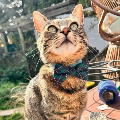 Show full view: Made By Cleo Hunter Cat Collar slide 6 of 7