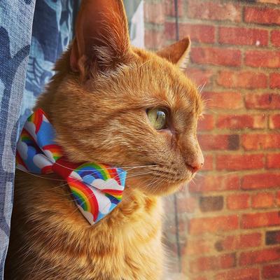 Show full view: Made By Cleo Retro Rainbow Cat Collar slide 5 of 6