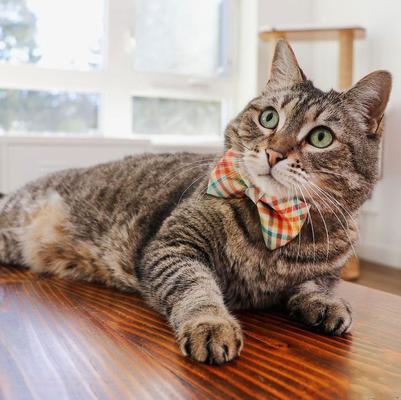 Show full view: Made By Cleo Golden Hour Cat Bow Tie slide 3 of 4