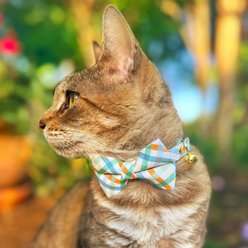 Made By Cleo Seashore Cat Collar slide 2 of 4