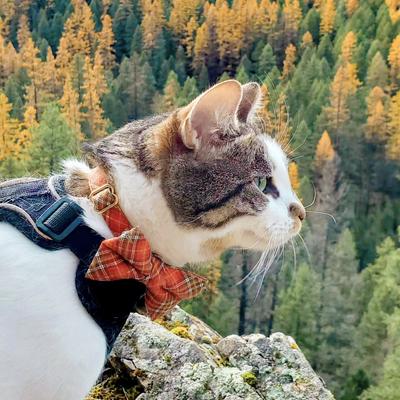 Show full view: Made By Cleo Pecan Praline Cat Collar slide 4 of 6