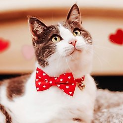 Made By Cleo Love Song Cat Bow Tie slide 2 of 3