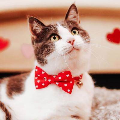 Show full view: Made By Cleo Love Song Cat Collar slide 3 of 4