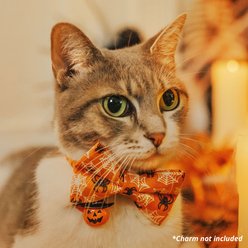 Made By Cleo Spooky Spiderwebs Cat Collar slide 2 of 5