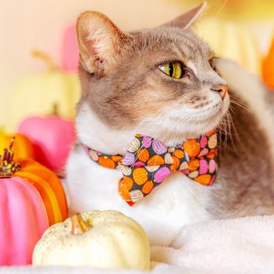 Show full view: Made By Cleo Pumpkin Toss Cat Collar slide 3 of 4