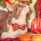Show in main carousel: Made By Cleo Pumpkin Patch Cranberry Cat Collar slide 3 of 7