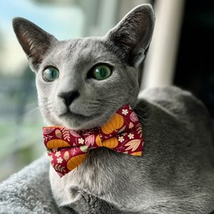 Made By Cleo Pumpkin Patch Cranberry Cat Bow Tie
