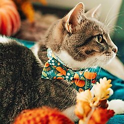 Made By Cleo Pumpkin Patch Teal Cat Bow Tie slide 2 of 3