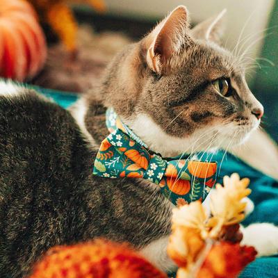 Show full view: Made By Cleo Pumpkin Patch Teal Cat Collar slide 3 of 6