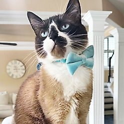 Made By Cleo Velvet Frosty Blue Cat Collar slide 2 of 5