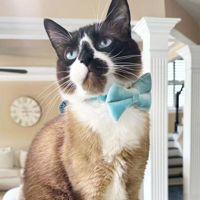 Show full view: Made By Cleo Velvet Frosty Blue Cat Collar slide 4 of 5