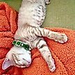 Show in main carousel: Made By Cleo Velvet Leaf Green Cat Collar slide 3 of 6