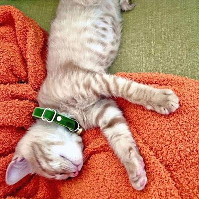 Show full view: Made By Cleo Velvet Leaf Green Cat Collar slide 3 of 6