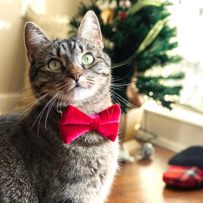 Show full view: Made By Cleo Velvet Garnet Red Cat Collar slide 8 of 9