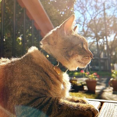 Show full view: Made By Cleo Hunter Cat Collar slide 4 of 7