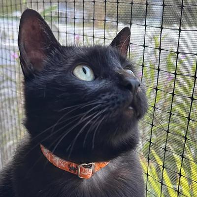 Show full view: Made By Cleo Spooky Spiderwebs Cat Collar slide 4 of 6