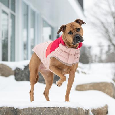 Show full view: GF Pet Color Block Dog Puffer Jacket, Pink, XX-Small slide 6 of 9