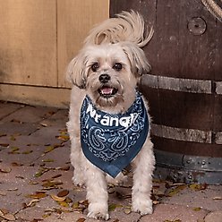 Wrangler Paisley Dog Bandana, Navy Multi, X-Small/Small slide 2 of 5