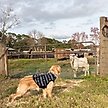 Show in main carousel: Wrangler Printed Sherpa Dog Pullover, Blue Multi, Large slide 5 of 6