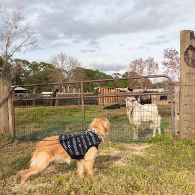 Show full view: Wrangler Printed Sherpa Dog Pullover, Blue Multi, X-Small slide 6 of 7