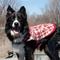 Show in main carousel: Wrangler Reversible Flannel & Fleece Dog Vest, Red Multi, X-Small slide 6 of 9
