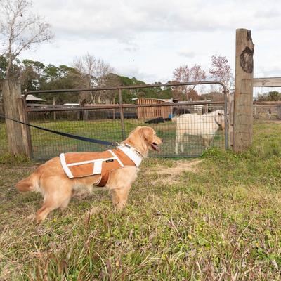 Show full view: Wrangler Faux Suede & Sherpa Dog Jacket, Tan, X-Small slide 6 of 8