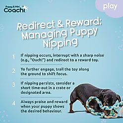 Coachi Puppy & Mini Tuggi Tug Dog Toy slide 2 of 6