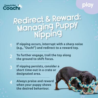 Show full view: Coachi Puppy & Mini Tuggi Tug Dog Toy slide 5 of 7