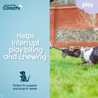 Show full view: Coachi Puppy & Mini Tuggi Helix Tug Dog Toy slide 4 of 8