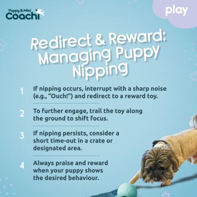 Show full view: Coachi Puppy & Mini Tuggi Ball Dog Toy slide 5 of 7