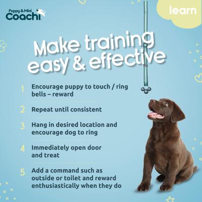 Show full view: Coachi Puppy & Mini Dog Training Bells, Teal & Mint slide 6 of 8