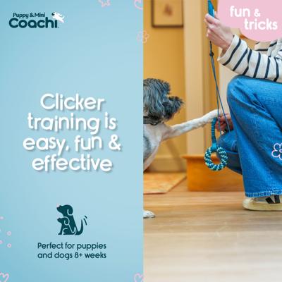 Show full view: Coachi Puppy & Mini Whizzclick Dog Training Clicker & Whistle, Teal & Mint slide 3 of 7