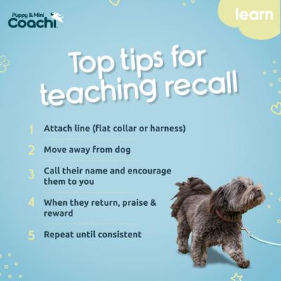 Show full view: Coachi Puppy & Mini Waterproof Dog Training Line, Teal & Mint slide 6 of 8