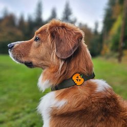 Jiby Dog Crew Pumpkin Jiby Dog Collar Accessory slide 2 of 5