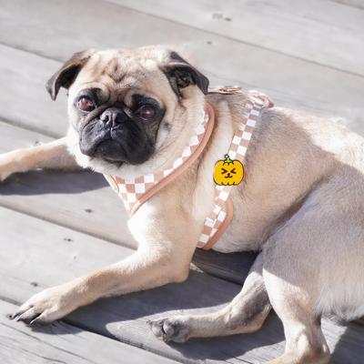 Show full view: Jiby Dog Crew Pumpkin Jiby Dog Collar Accessory slide 3 of 5